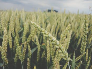 Close-up of plants growing in field