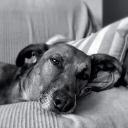 Close-up of dog resting