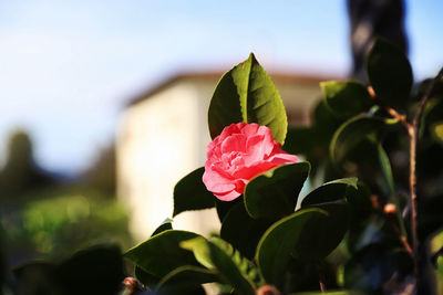Close-up of pink rose plant