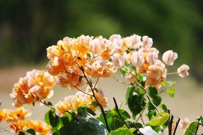 Close-up of flowering plant