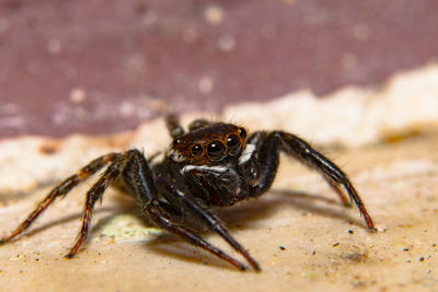 Close-up of spider on field