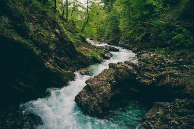 Scenic view of waterfall in forest