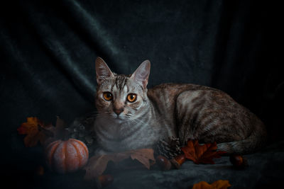 Portrait of cat by orange indoors