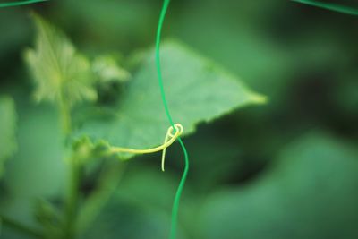 Close-up of green leaf