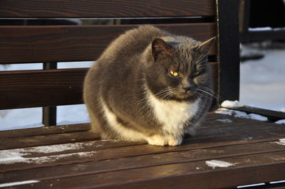 Cat looking away while sitting on bench