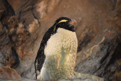 Close-up of bird perching on rock