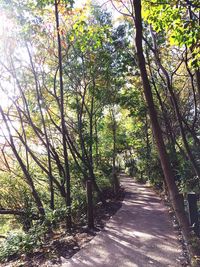 Footpath amidst trees in forest