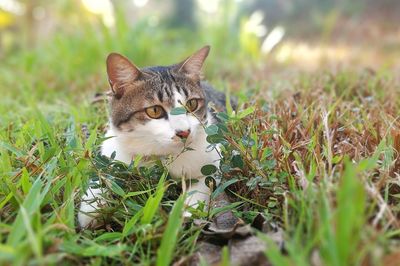 Portrait of a cat on field