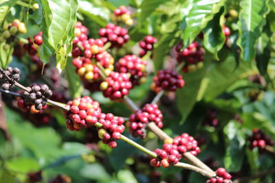 Close-up of berries growing on tree