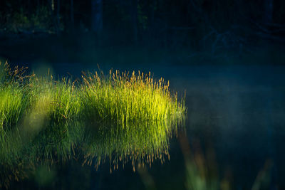 Beautiful green grass growing in the flooded wetlands during spring. grass reflections.
