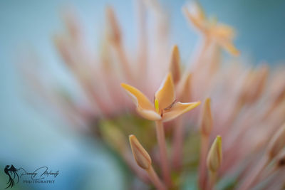 Close-up of yellow flowering plant