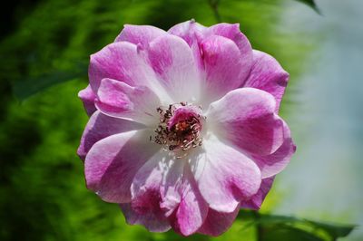 Close-up of pink flower growing outdoors