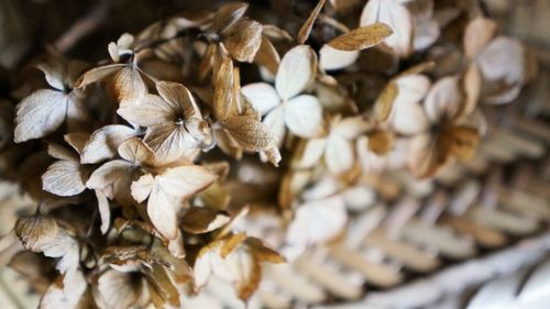 Full frame shot of dry flowers