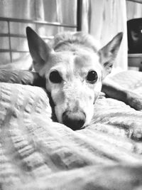 Close-up portrait of a dog