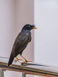 Bird perching on a railing