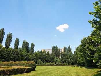 Trees on field against sky