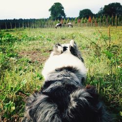 Dog standing on grassy field