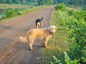 Dog on road by trees