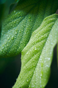 Close-up of raindrops on leaf