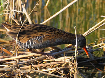 Close-up of a bird perching on a field