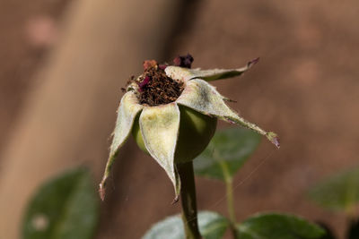 Close-up of flower against blurred background