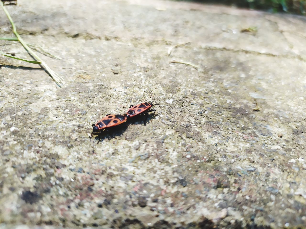 HIGH ANGLE VIEW OF BUG ON LEAF