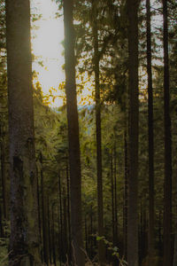 View of trees in forest