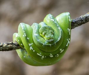 Close-up of green lizard on branch