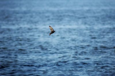 Seagull flying over sea