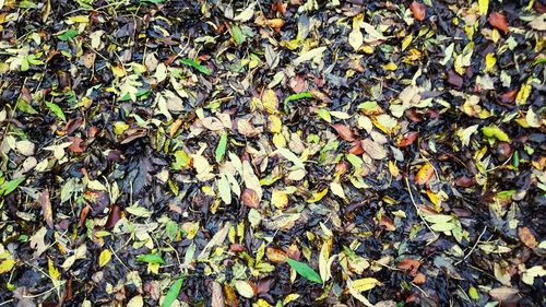 Full frame shot of leaves