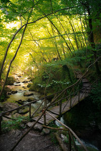 Footpath amidst trees in forest