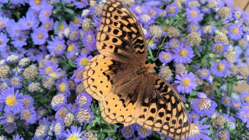 Close-up of butterfly on purple flowers