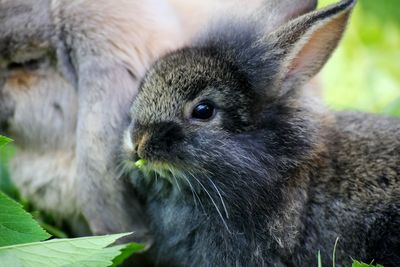 Close-up of an animal