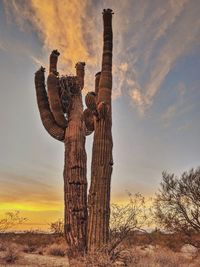 Low angle view of cactus on field against sky during sunset