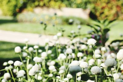 White flowering plants in field