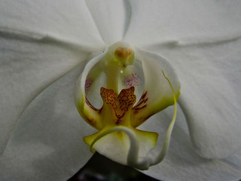 Macro shot of white flowering plant