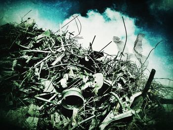 Low angle view of plants against sky