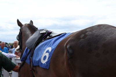 Race horse in paddock