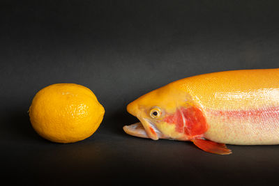 Close-up of orange fish against black background