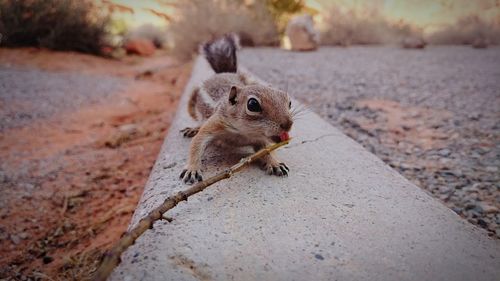 Close-up of an animal