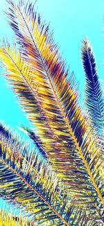 Low angle view of coconut palm tree against blue sky