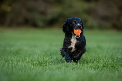 Black dog on field