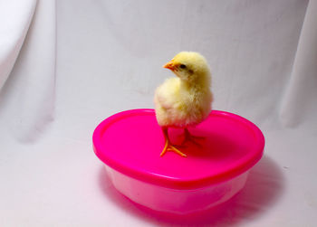 High angle view of baby chicken on container over white fabric