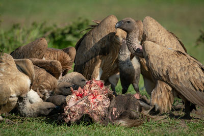 Close-up of african white-backed vultures eating carrion