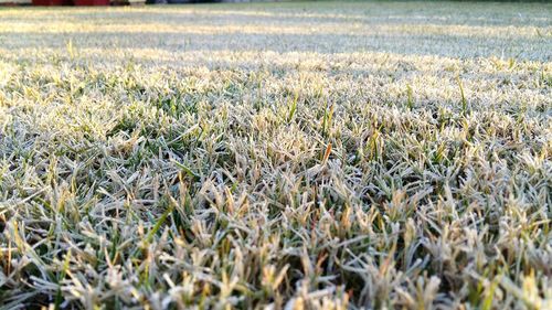 Plants growing on field