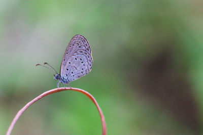 Close-up of butterfly flying