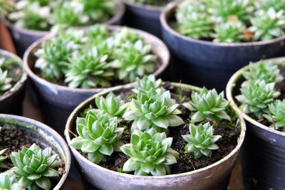 High angle view of potted plants