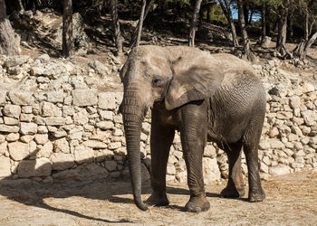 Elephant in zoo