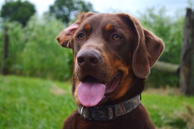 Close-up portrait of dog sticking out tongue