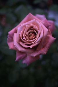 Close-up of rose